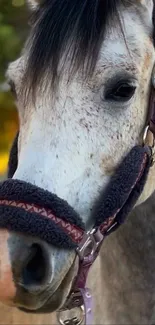 Close-up portrait of a beautiful gray horse with a bridle.