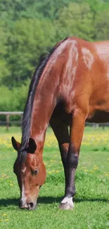 Brown horse grazing peacefully in a lush green pasture.