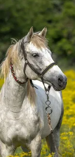 Graceful white horse in a yellow flower field.