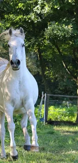 Graceful white horse walking in lush green forest scenery.