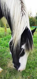 Horse grazing in a green field under blue sky.