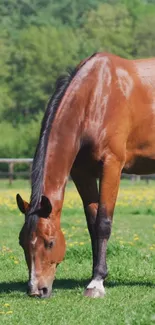 A horse grazing peacefully in a lush green pasture.