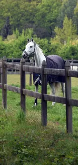 White horse standing in a tranquil green meadow with a wooden fence.