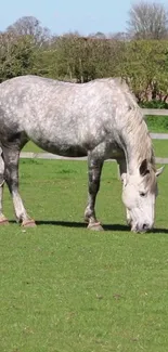 Gray horse grazing in a green pasture