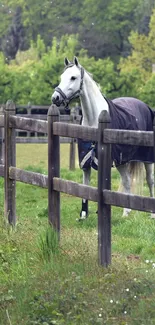 White horse stands in a green fenced pasture.