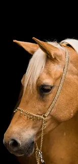 Elegant portrait of a brown horse with a golden mane on a black background.