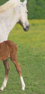 White horse and brown foal in green field, perfect for mobile wallpaper.