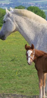 Majestic white horse and brown foal in green pasture.