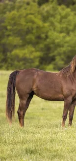 Three horses standing in a green meadow with trees in the background.