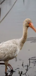 Ibis standing gracefully by the water's edge.