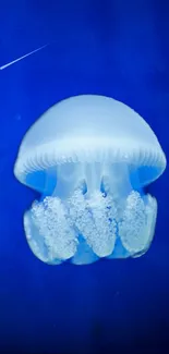 Luminous jellyfish glides gracefully in a deep blue ocean background.