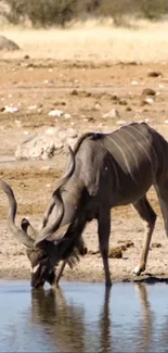 Kudu drinking at the waterhole in desert scenery.