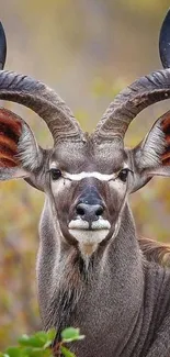 Majestic kudu with striking horns in a natural setting.