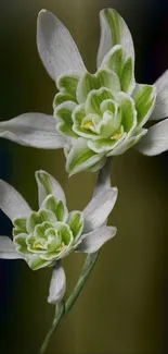 Green and white lily flowers on dark background.