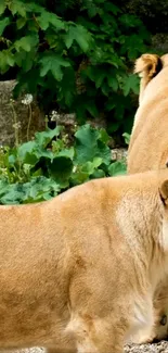 Majestic lions standing in lush green surroundings, creating a vivid wildlife scene.