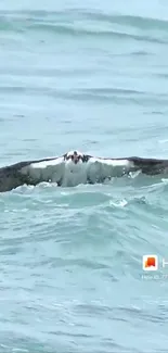 Osprey soaring low over the ocean waves.