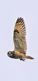 Owl in flight against a light sky.