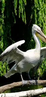 Pelican on branch with lush green backdrop.