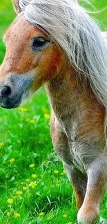 Graceful pony standing in a vibrant green meadow with flowers.