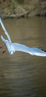 Seagull mid-flight over calm water, elegant and serene scene.