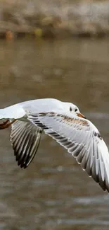 A seagull soaring gracefully over a calm water surface.