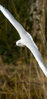 A graceful seagull soaring in the sky.