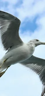 Seagull soaring gracefully in a blue sky.