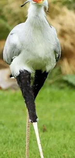 Secretary Bird standing in lush green grass.