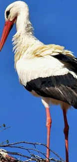 Graceful stork perched against a vivid blue sky.