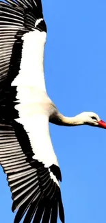 White stork soaring in the blue sky.