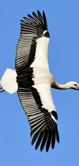 Stork soaring gracefully against a vivid blue sky.