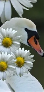 Elegant swan with daisies on a mobile wallpaper.