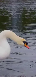 A graceful swan with a curved neck glides on a tranquil lake surface.