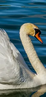 Elegant swan gliding on a serene lake.