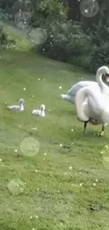 Swan family walking on green grass with lush forest backdrop.