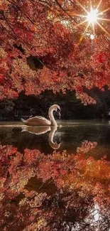 Swan gracefully gliding on autumn lake with vibrant foliage.