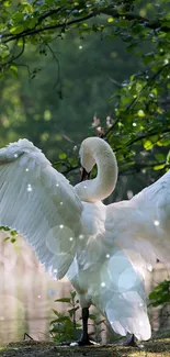 Swan with outstretched wings in a lush forest setting.