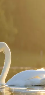 Serene swan glides gracefully in golden light on a calm pond.