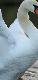 Elegant white swan gliding on water.