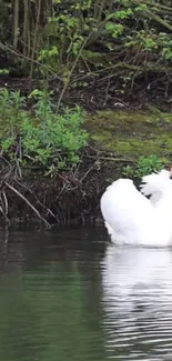 Graceful swan gliding through calming green waters.