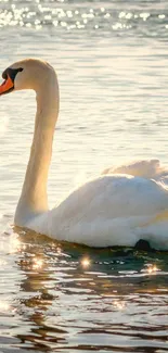 Swan gliding on a sunlit lake, creating a tranquil scene with shimmering water.