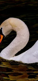 Graceful swan swimming on dark water.