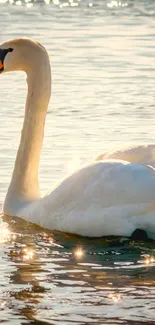 Graceful swan gliding on sunlit water, reflecting tranquility.