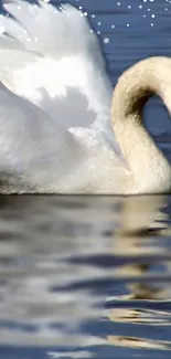 Elegant white swan glides on sparkling blue water.