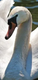 Graceful white swan gliding on calm water.