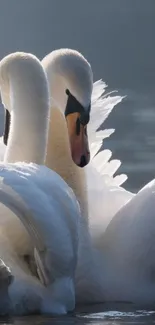 Elegant swan pair glides on tranquil waters.