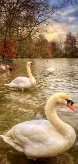 Swans gliding on a tranquil lake at sunset with a forest backdrop.