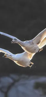 Two swans flying gracefully against a dark sky.