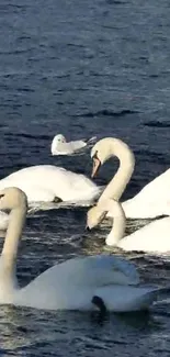 Elegant swans gracefully gliding on a calm, dark blue lake.