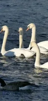 Elegant swans gracefully gliding on a tranquil blue lake.